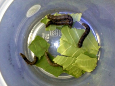 larvae