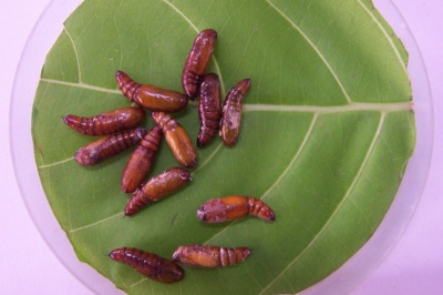 pupa